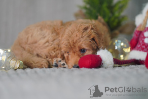 Фото №2 к объявлению №33114 о продаже мальтипу - купить в Эстонии заводчик