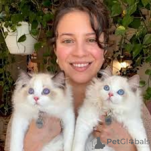 Фото №3. Котята рэгдолл te koop. Нидерланды