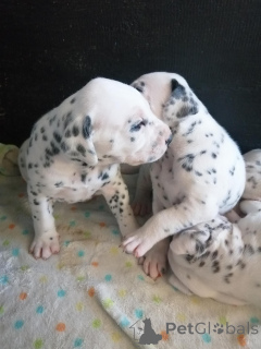 Фото №1.  - купить в Rumnelrange за договорная. Объявление №167004