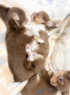 Фото №2 к объявлению №139186 о продаже чихуахуа - купить в Германии заводчик