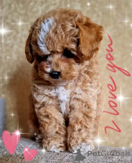 Фото №1. мальтипу - купить в Манчестер за 64937₽. Объявление №162528