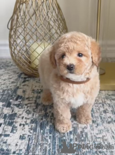 Фото №1. мальтипу - купить в Гамбург за 27830₽. Объявление №154786