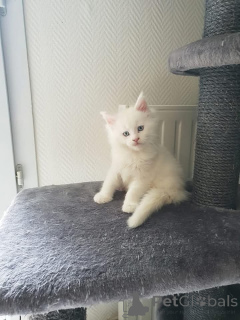 Фото №2 к объявлению №165001 о продаже мейн-кун - купить в Финляндии частное объявление, заводчик