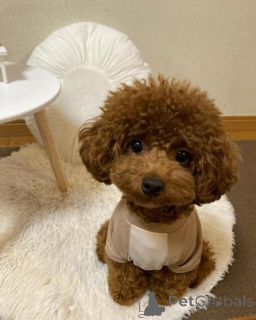 Фото №1. пудель (той) - купить в Ekabils за договорная. Объявление №160004