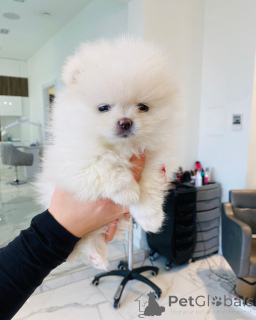 Фото №2 к объявлению №166675 о продаже порселена - купить в Германии частное объявление