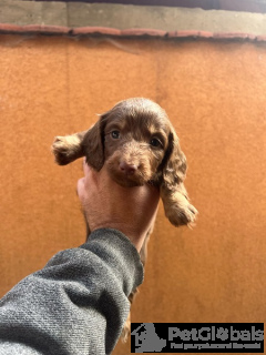 Фото №4. Продажа таксу в Нови Сад  - цена 111320₽