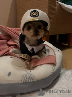 Фото №3. Йоркские чистящие средства.  Черногория