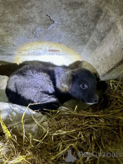 Фото №1. беспородная - купить в Минске за Бесплатно. Объявление №162829