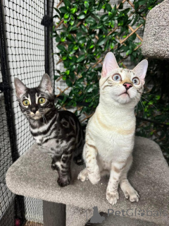 Фото №1. бенгальская - купить в Неудачник за 69575₽. Объявление №152756