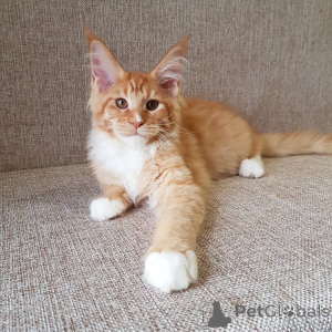 Фото №2 к объявлению №137772 о продаже мейн-кун - купить в Германии частное объявление