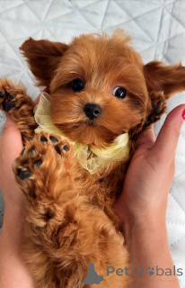 Фото №3. Щенок мальтезе мужского пола.  Нидерланды