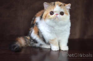 Фото №1. персидская - купить в Мюнхене за договорная. Объявление №165337