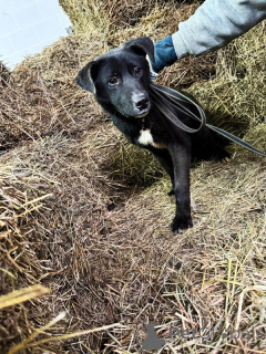 Фото №3. Ищут дом подросшие щенки..  Россия