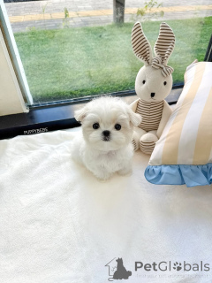 Фото №2 к объявлению №164004 о продаже мальтийскую болонку - купить в Финляндии частное объявление, из приюта