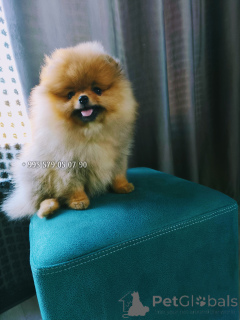 Фото №1. померанский шпиц - купить в Тбилиси за договорная. Объявление №163833