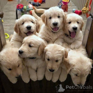 Фото №2 к объявлению №149690 о продаже золотистого ретривера - купить в Германии 