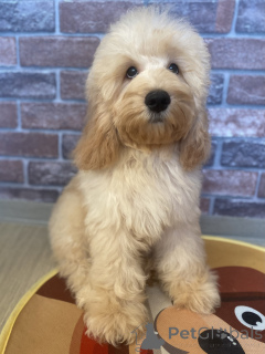 Фото №1. английский кокер-спаниель, пудель (карликовый) - купить в Воронеже за договорная. Объявление №159710