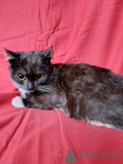 Фото №2 к объявлению №161567 о продаже  - купить в России частное объявление