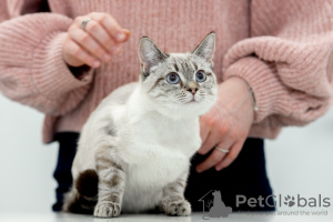 Фото №3. Тайская кошечка Латифа в добрые руки. Россия