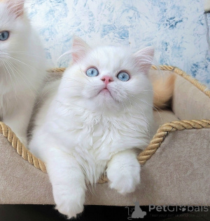 Дополнительные фото: Шотландские котята