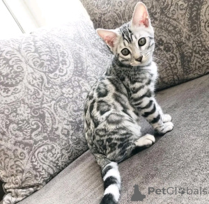 Фото №1. бигль - купить в Берлине за 59371₽. Объявление №163087