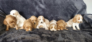 Фото №1. английский кокер-спаниель - купить в Bad Münstereifel за договорная. Объявление №166353