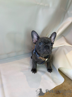 Фото №3. Adorable French bulldog Puppies for free adoption.  Германия