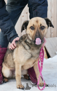 Фото №4. Продажа беспородную в Санкт-Петербурге частное объявление - цена Бесплатно