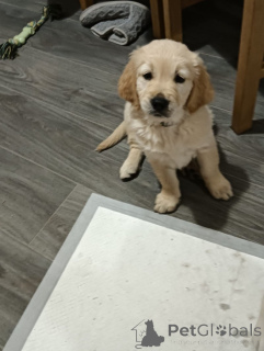 Фото №3. Потрясающие золотистые ретриверы.  США