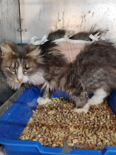 Фото №2 к объявлению №166210 о продаже  - купить в Беларуси частное объявление