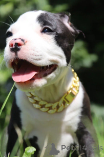 Фото №2 к объявлению №147531 о продаже американского булли - купить в России из питомника