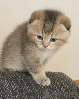 Фото №3. Британские Котята. Швейцария