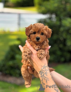 Фото №3. Дом декана Джанет Кей.  США