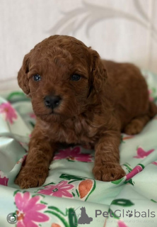 Фото №2 к объявлению №139051 о продаже пуделя (той) - купить в Сербии заводчик