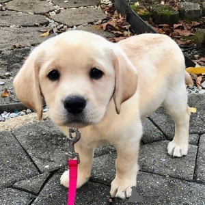 Фото №1. лабрадор-ретривер - купить в Айзлинген за 37107₽. Объявление №157019