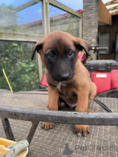 Фото №2 к объявлению №144557 о продаже малинуа - купить в Германии заводчик