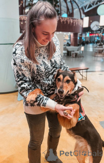 Фото №4. Продажа беспородную в Москве реке частное объявление - цена Бесплатно