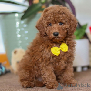 Фото №1. цвергпинчер - купить в Лидс за 46384₽. Объявление №161022