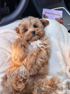 Фото №3. Wunderschöne Maltipoo-Welpen suchen einliebevolles Zuhause for immer!.  Франция