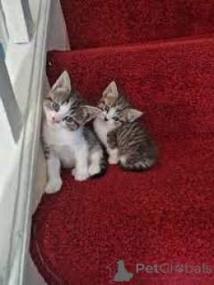 Фото №1. американская короткошёрстная - купить в Марселе за 46384₽. Объявление №165934