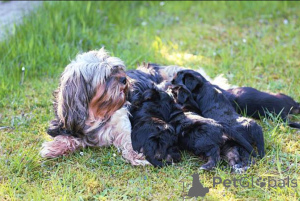 Фото №4. Продажа йоркширского терьера в Glasgow заводчик - цена 60299₽