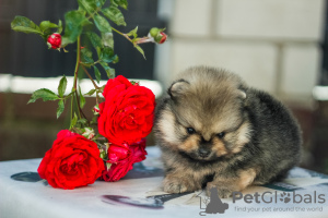 Дополнительные фото: Прекрасные щенки Померанского шпица