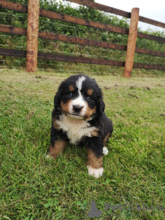 Фото №3. Cute Bernese Mountain puppies for free adoption.  Германия