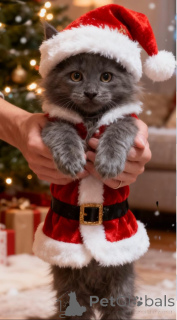 Фото №1. мейн-кун - купить в Bleialf за 78852₽. Объявление №160434