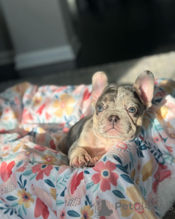 Фото №1. французский бульдог - купить в Мюнхене за 60299₽. Объявление №150648