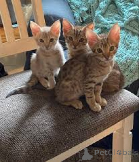 Фото №2 к объявлению №164261 о продаже оцикет - купить в Бельгии частное объявление, заводчик