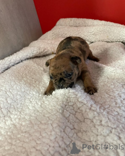 Фото №4. Продажа французского бульдога в Париже частное объявление, из приюта - цена 231918₽