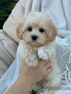 Фото №2 к объявлению №138217 о продаже мальтипу - купить в США заводчик