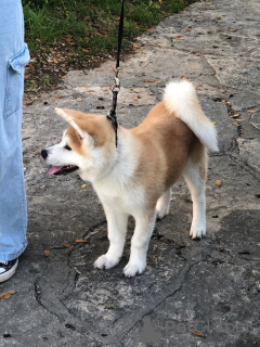 Фото №3. Продам щенков японской акиты..  Хорватия