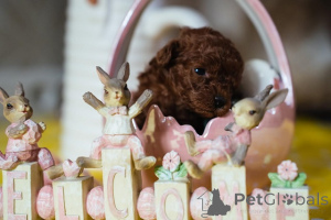 Фото №3. Красный карликовой пудель и игрушечная лапша.  Сербия